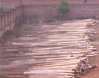 �D��ľ�Ď�棲 �c���ɷŴ�