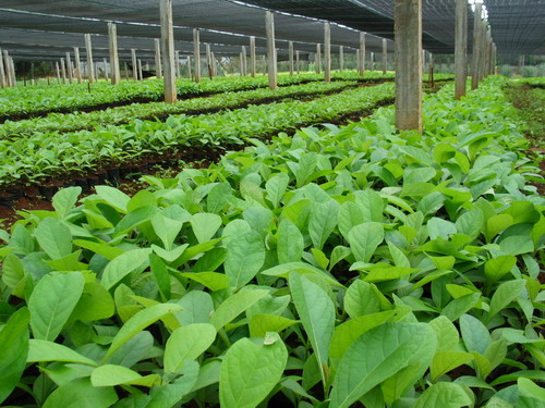 �D����ľ���磨�M�ࣩ �c(di��n)���ɷŴ�