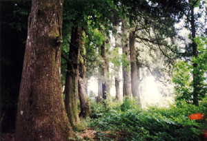 �D���Rβ�� �c���ɷŴ�