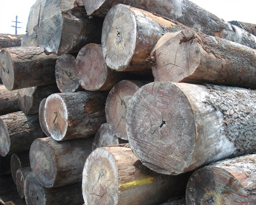 �D������ľ �c���ɷŴ�