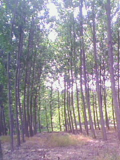 �D���a(ch��n)Ʒչʾ�� �c(di��n)���ɷŴ�