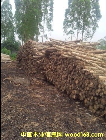 �D��ľ�^ �c���ɷŴ�