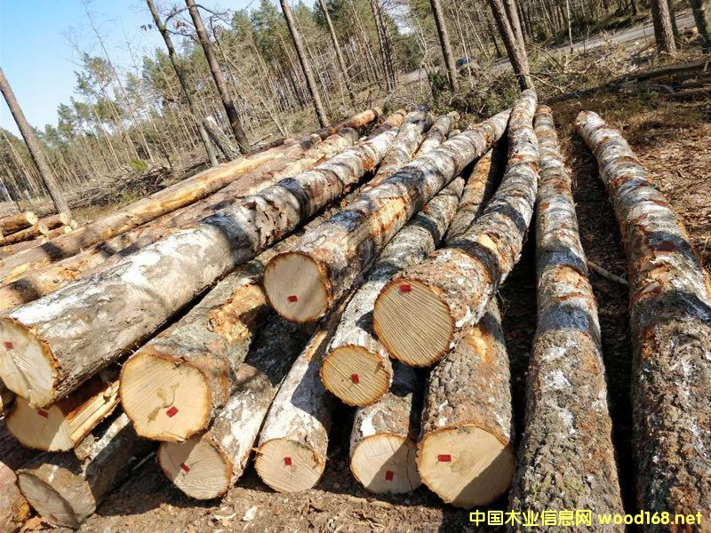 �D���W�ޘ�ľԭľ��؛ �c(di��n)���ɷŴ�