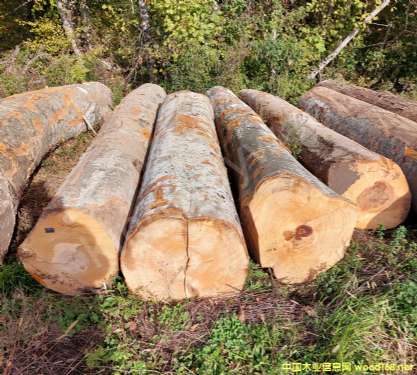 �D����ľԭľ �c���ɷŴ�