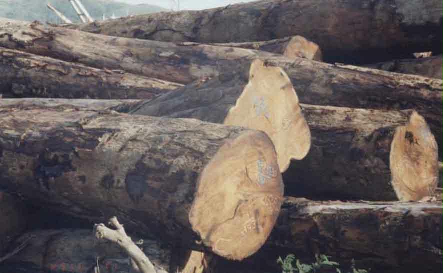 �D������ԭľ �c���ɷŴ�