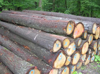 �W�ް����Ԕ����B