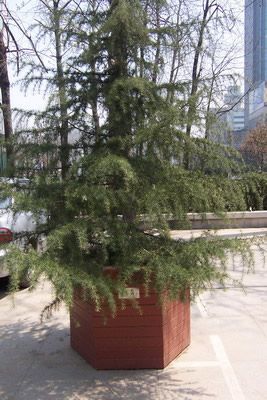 ��ľ�����Ԕ����B