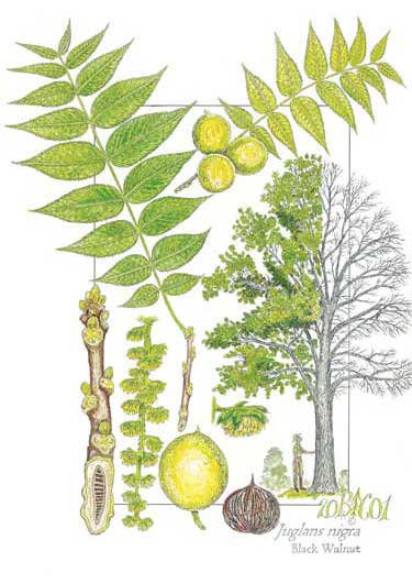 �����ں���ԭľ��Ԕ��(x��)��B