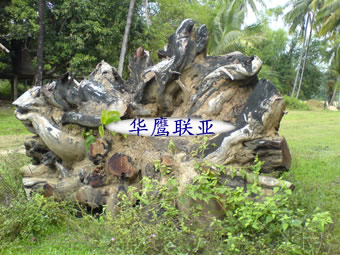 �ľ����Ԕ����B