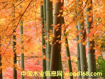 ��ľ��Ԕ����B