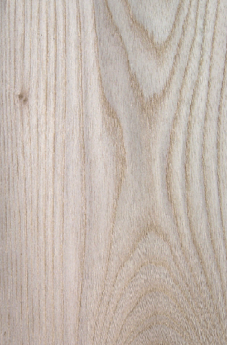 ���a��˨��ɽ�y��china  hackberry(c)