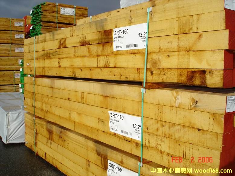 YELLOW CEDAR��Ԕ����B