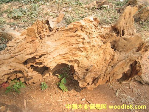 �t��֭�ĵ�Ԕ��(x��)��B