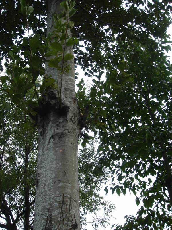 ��ľ(alder)�ذ�ġ�Ҏ��ĵ�Ԕ����B