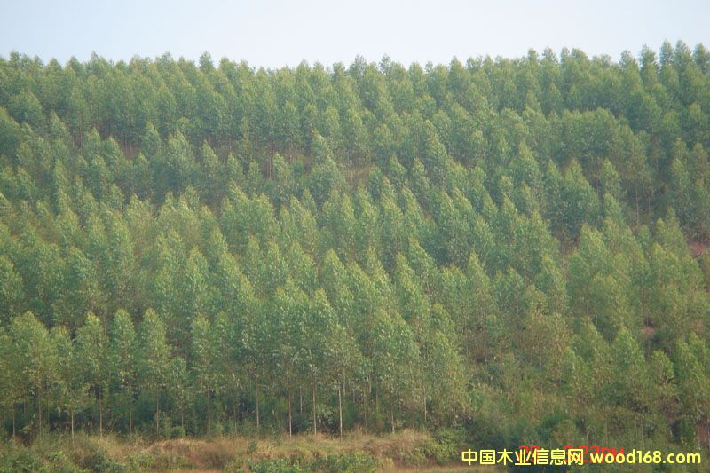 �c���鿴һ�������Ŵ�DƬ