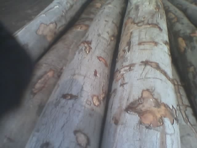 ��ľ��Ԕ����B