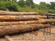 ԭľ��Ԕ����B