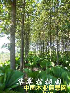 �c(di��n)���鿴��ľ�磨��(gu��)��863�(xi��ng)Ŀ��λ���Ŵ�DƬ