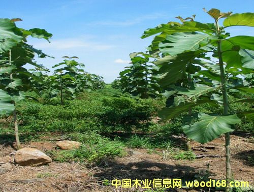 ��ľ�磨����863�Ŀ���|�����C��