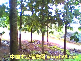 �c(di��n)���鿴��ľ�磨��(gu��)��863�(xi��ng)Ŀ�����|(zh��)�����Ŵ�DƬ