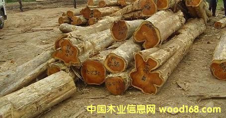 �c���鿴��ľԭľ��teak���Ҿ߲ķŴ�DƬ