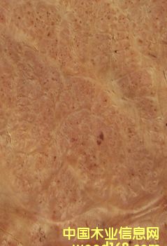 ɽ�����Ԕ����B