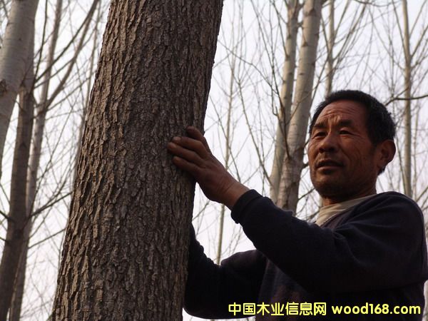 �c���鿴������ľԭľ���˷Nֲ�Ŵ�DƬ