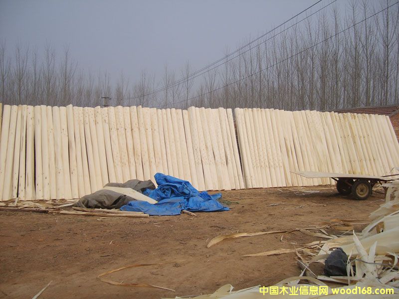 ��ľƤ��Ԕ����B