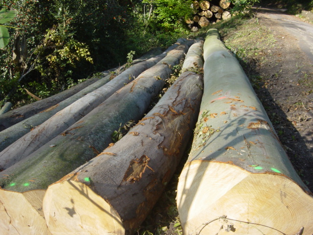 �W�ޙ�ľԭľ��Ԕ����B