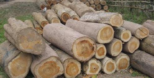 �ϓ���ľԭľ��Ԕ����B