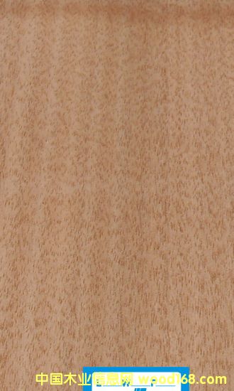 ���|ľƤ���t���ҵ�Ԕ����B