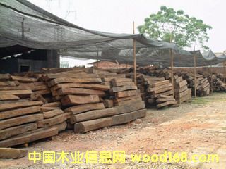 ������֦ľ