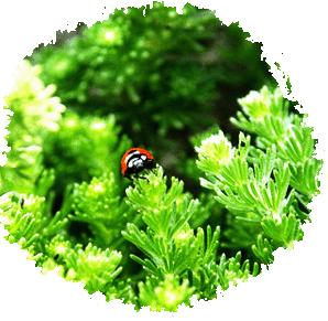 �߼�ˮ��ľ�����Ԕ����B