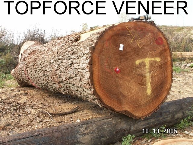 �����ں������м�ԭľ(����)��Ԕ����B