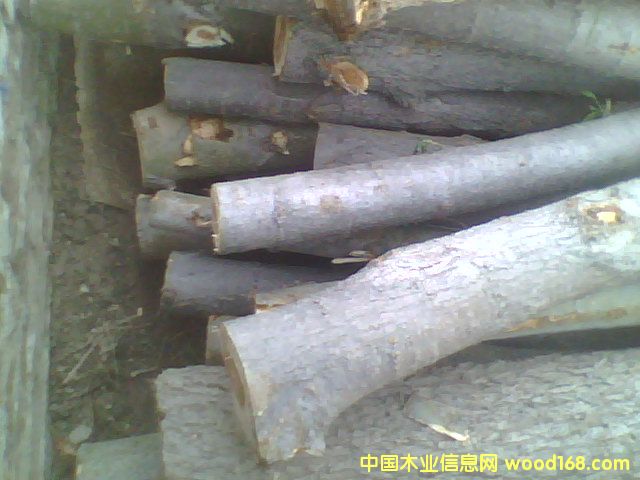 ��ľԭľ��Ԕ����B