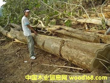 �c���鿴����ԭľ���вķŴ�DƬ