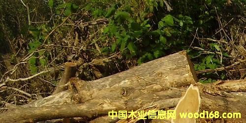 �c���鿴��ľ�Ҿ߲ķŴ�DƬ