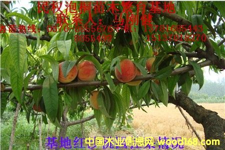 �c���鿴�Ҙ���Ŵ�DƬ