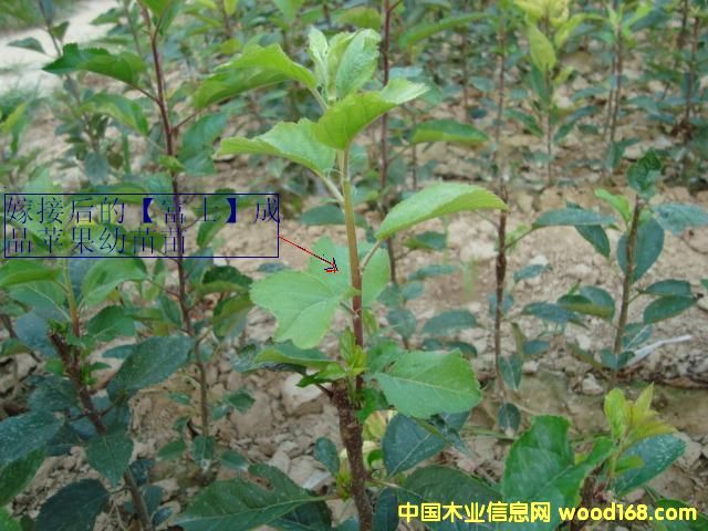 �c���鿴�O����Ŵ�DƬ