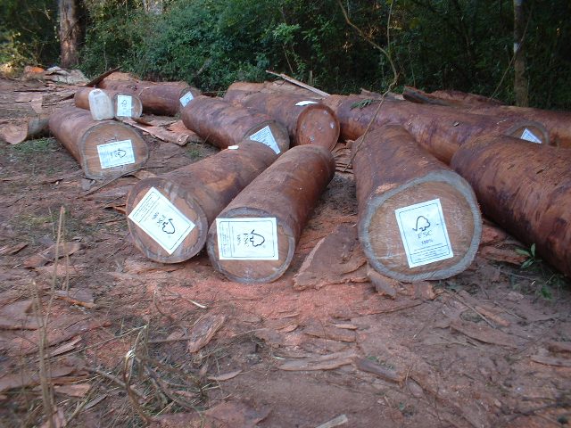 FSC�t��_001��Ԕ��(x��)��B