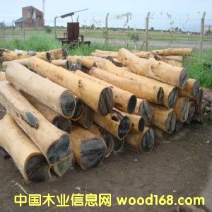 02�G̴��(Palo Santo)��Ƥԭľ��Ԕ��(x��)��B