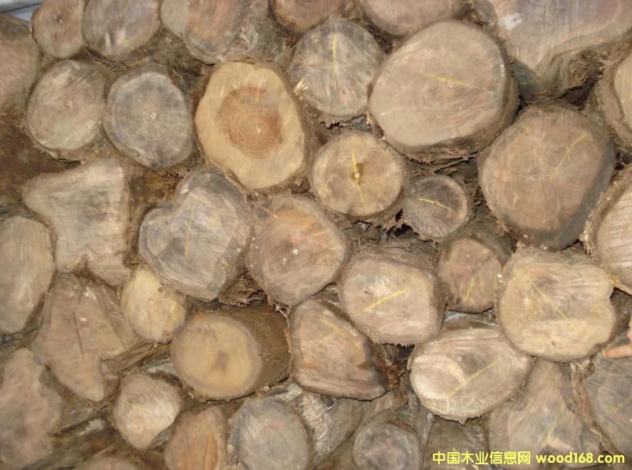 �c���鿴������ľ�Ŵ�DƬ