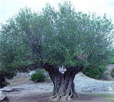 �c���鿴�ϙ�ľ�Ŵ�DƬ