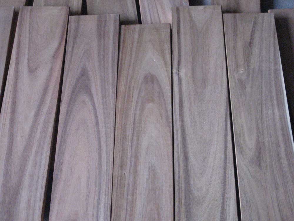 Acacia��Ԕ����B