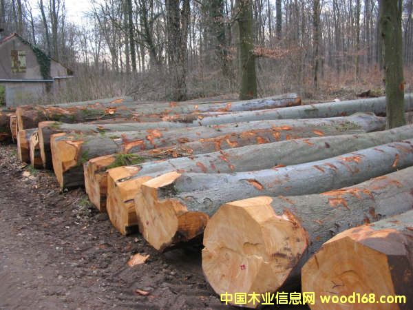 ԭľ��Ԕ����B