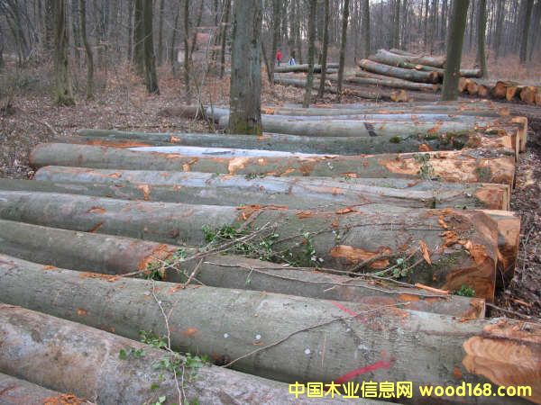 ԭľ��Ԕ����B