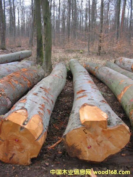 ԭľ��Ԕ����B