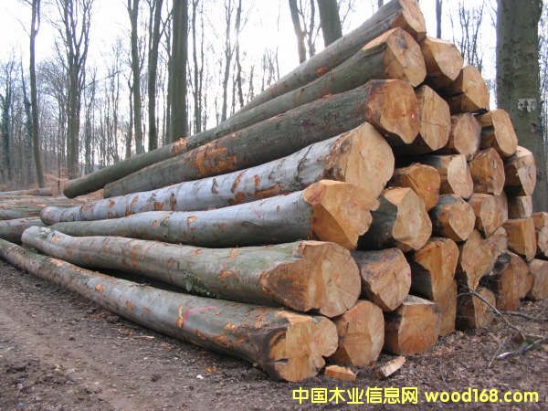 ԭľ��Ԕ����B