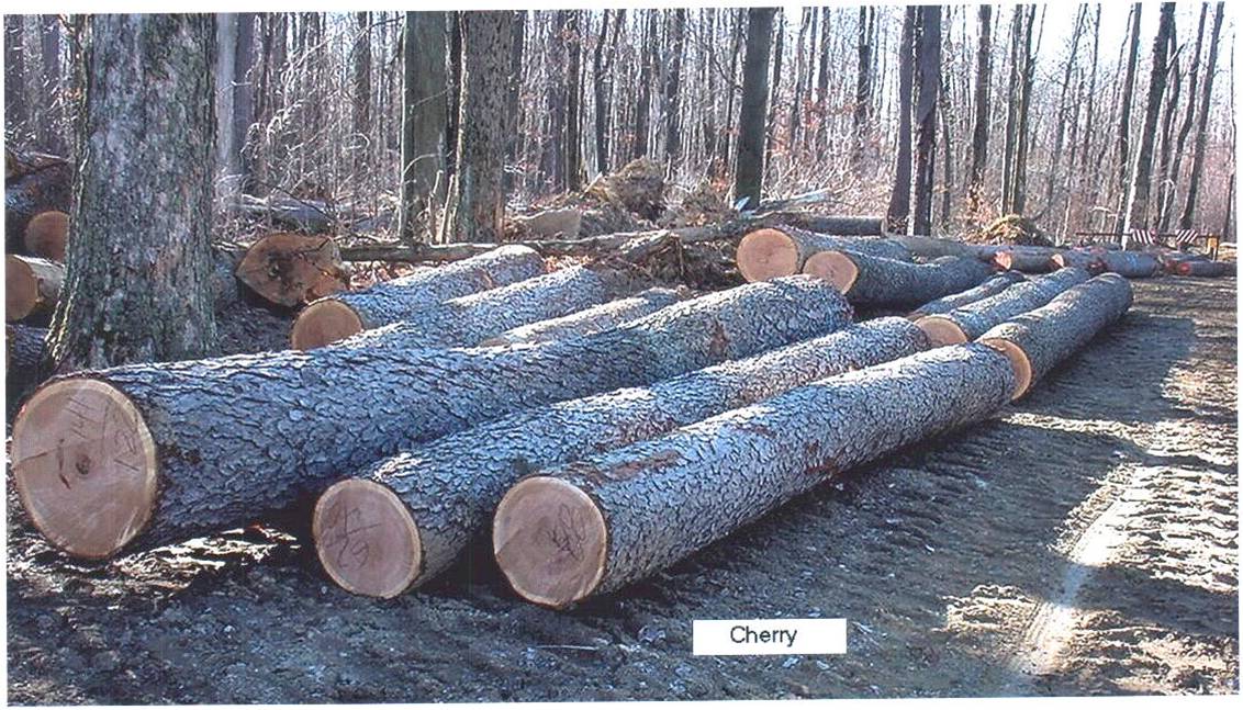 CHERRY LOG��Ԕ����B