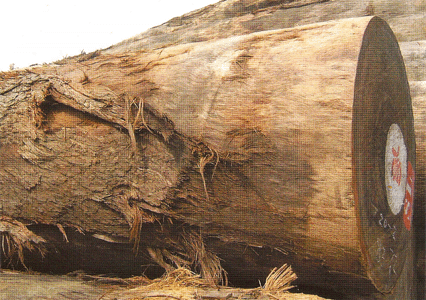 �͵� (BILINGA)��Ԕ����B